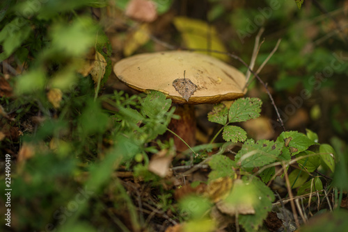 Tablou pe pânză Suillellus luridus (formerly Boletus luridus), commonly known as the lurid bolet