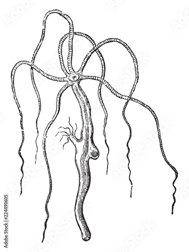 Hydra Vulgaris, vintage illustration.
