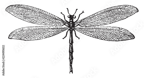 Vászonkép Ant Lion, vintage illustration.