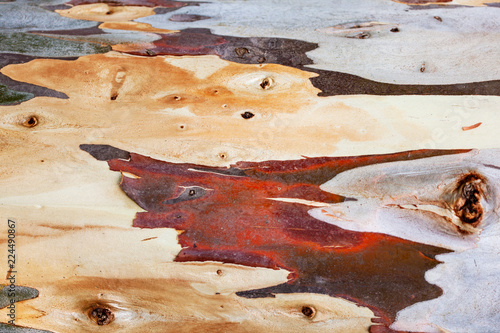 Close up Eucalyptus deglupta trunk bark texture photo