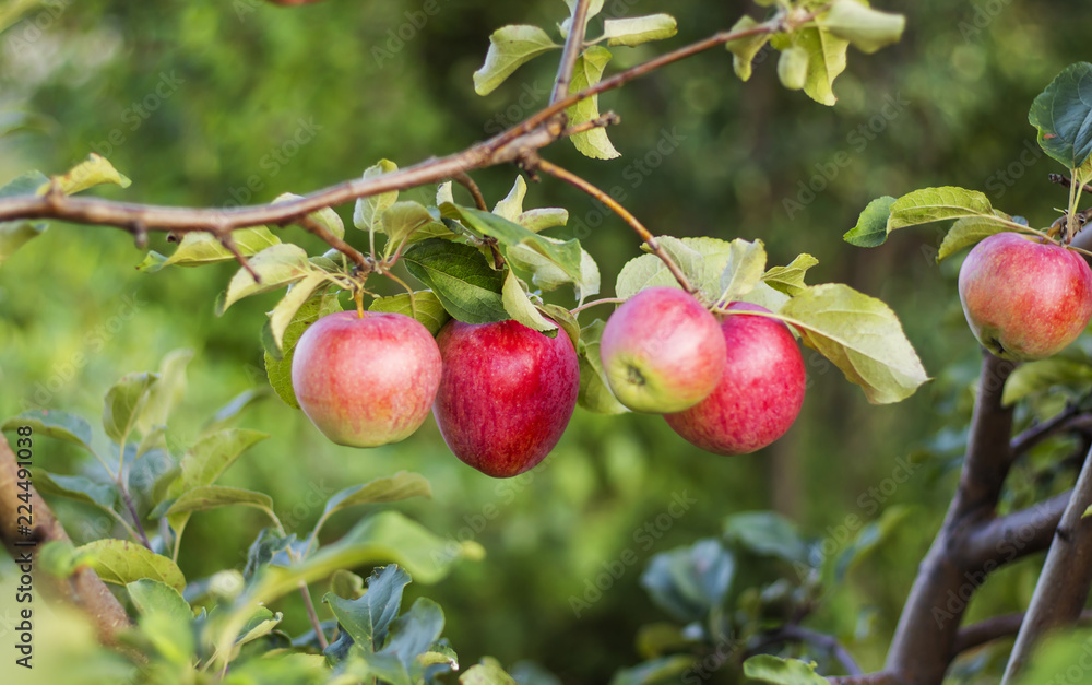 apple orchard, ripe fruits hanging on branch apple orchard, ripe fruits hanging on branch