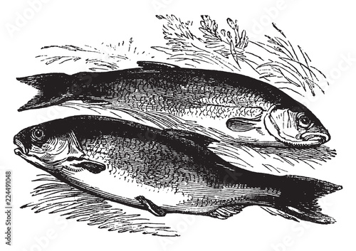 Roach and Dace, vintage illustration.