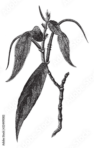 Matico vintage illustration.