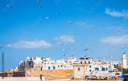 A large number of gulls in clear blue against the background of the city of Essaouira. View from the port