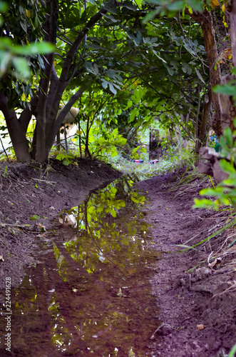 stream of water in the forest is on the brink of drought