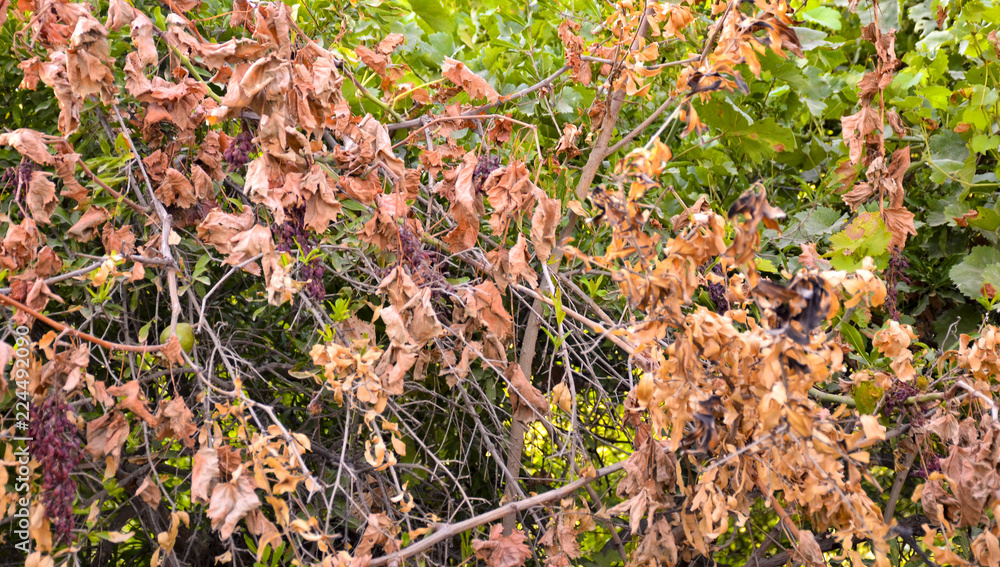 autumn leaves in the forest autumn leaves in the forest