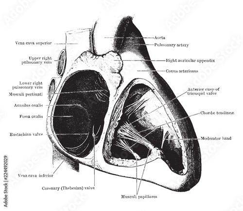 Auricle and Ventricle of the Heart, vintage illustration.