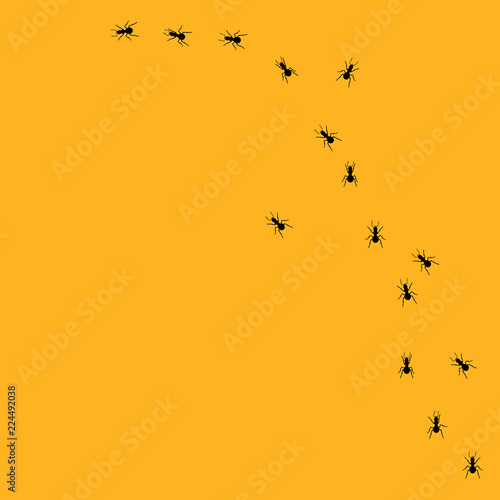 Ants trail vector
