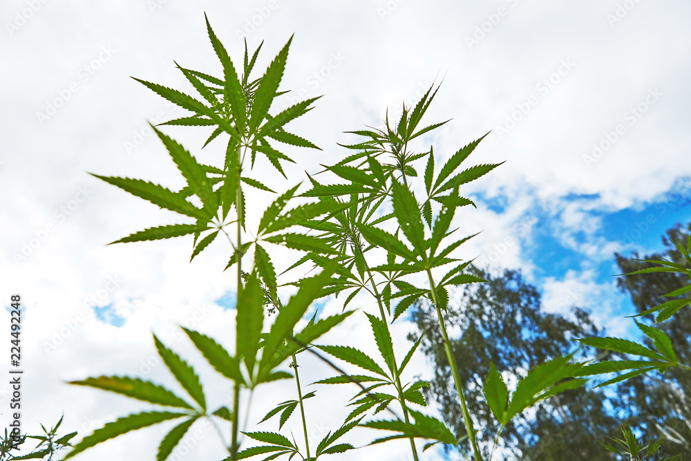 Obraz premium Young leaves of marijuana on sky background