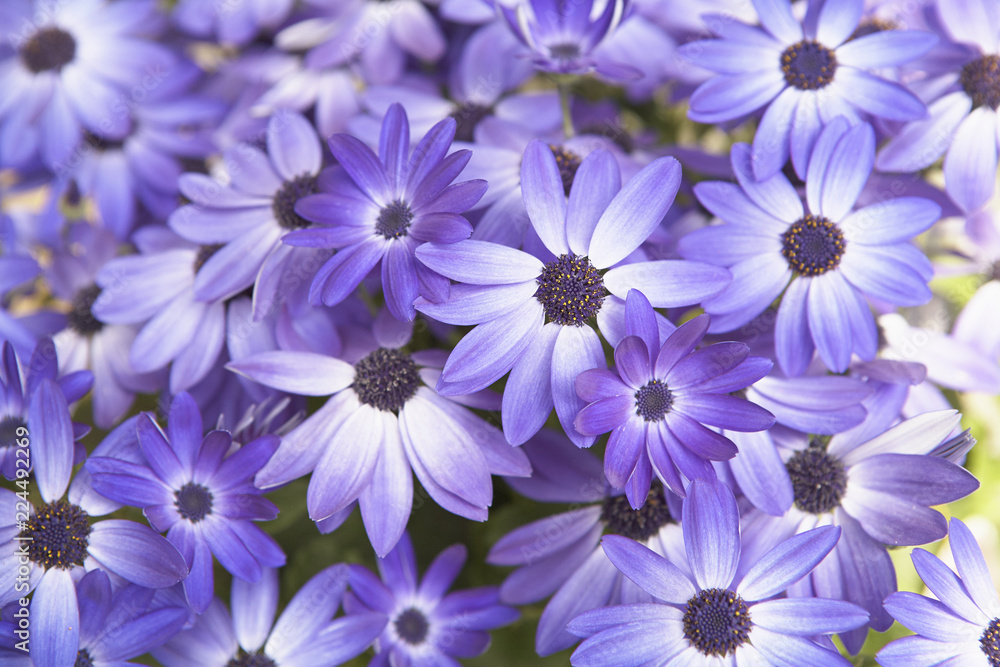 Obraz premium flower