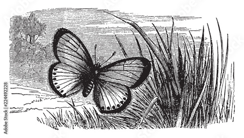 Polyommatus Virgaureae, vintage illustration.