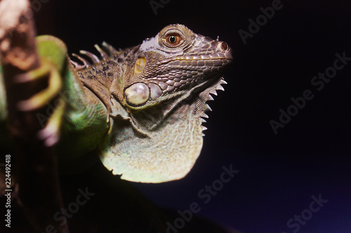 Fototapeta Naklejka Na Ścianę i Meble -  Iguana head on dark background