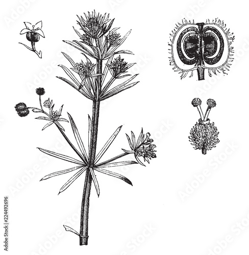 Cleavers vintage illustration.