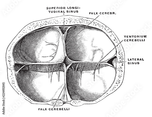 Dura of the Brain, vintage illustration