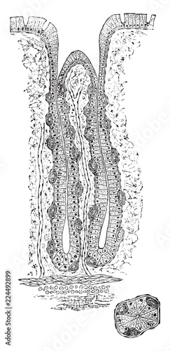 Peptic Gastric Gland, vintage illustration.