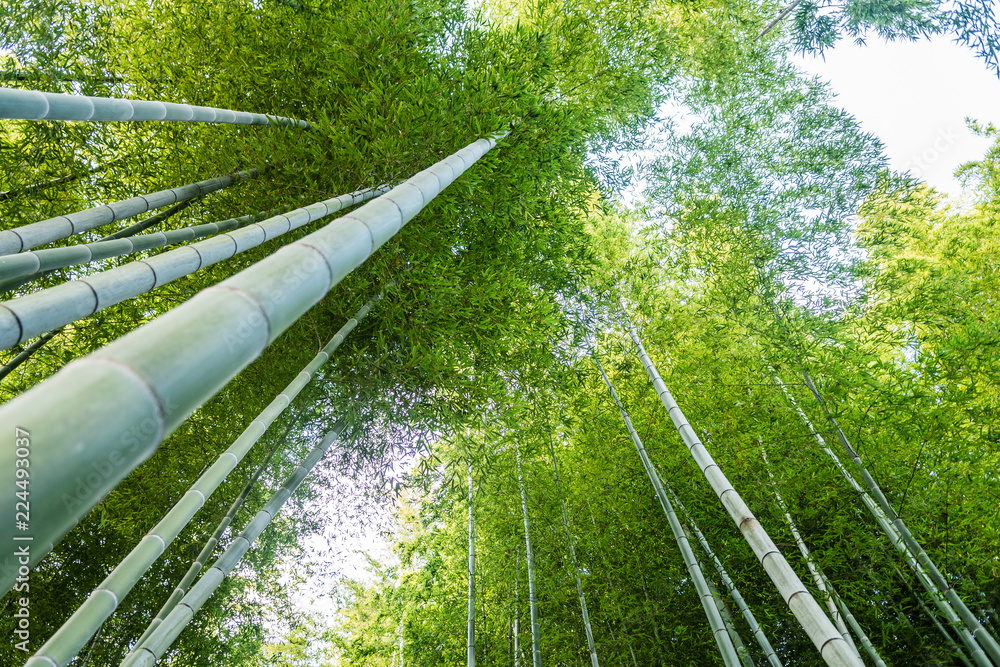 Fototapeta Bambusowy las w Kyoto, Japonia