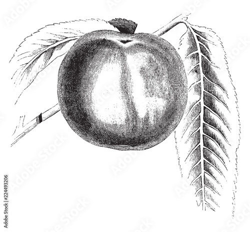 An Early York Apple vintage illustration. photo