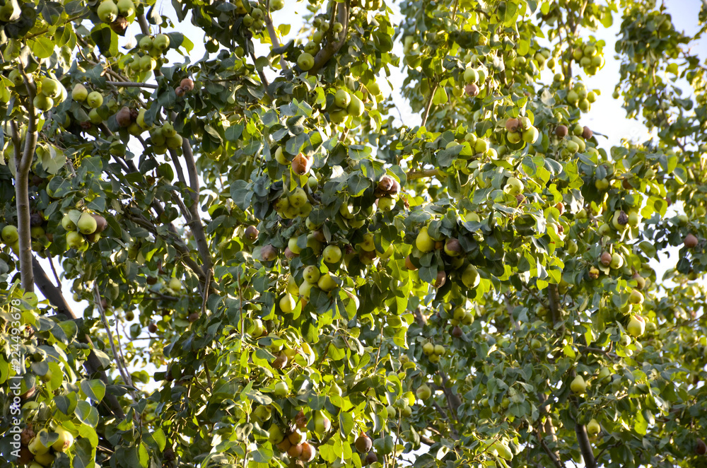 ripe apples on the tree