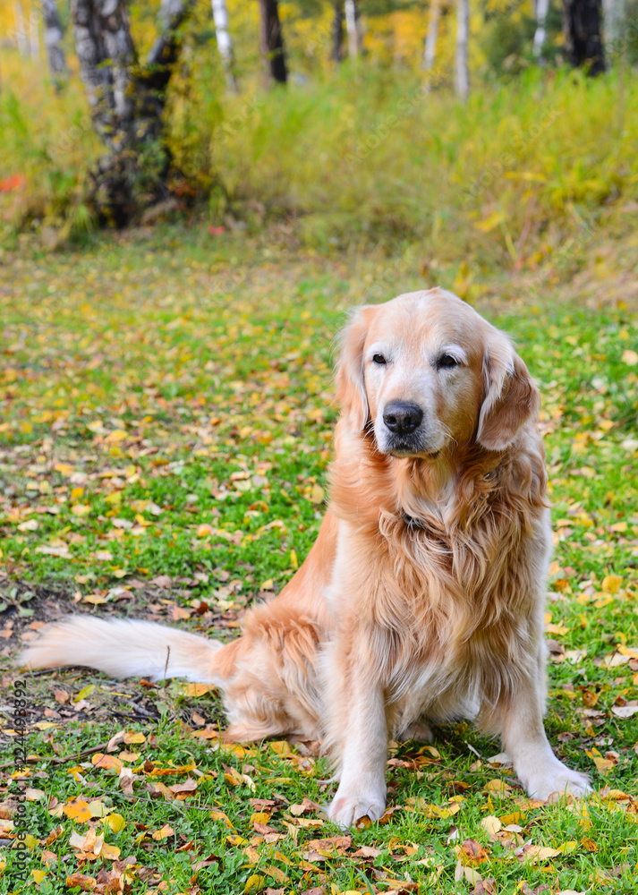 Golden Retriever dog sitting in the autumn forest Golden Retriever dog sitting in the autumn forest