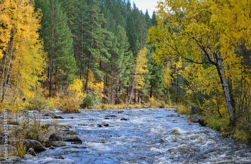 mountain river runs through the autumn forest