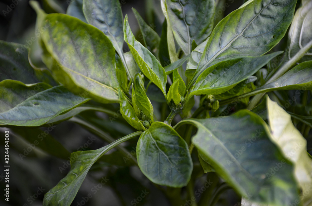 green leaves of basil green leaves of basil