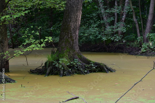 The indigenous inhabitants of the swamp.