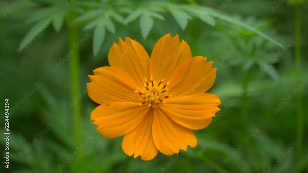 a single cosmos flower among of green plants with tiny wind a single cosmos flower among of green plants with tiny wind