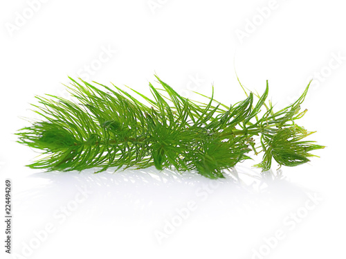 Green hydrilla isolated on white background (hydrilla)