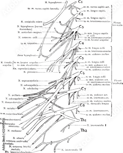 Cervical and Brachial Nerve Plexuses, vintage illustration.