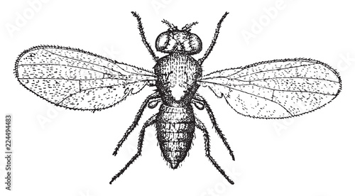 Pomace Fly, vintage illustration.