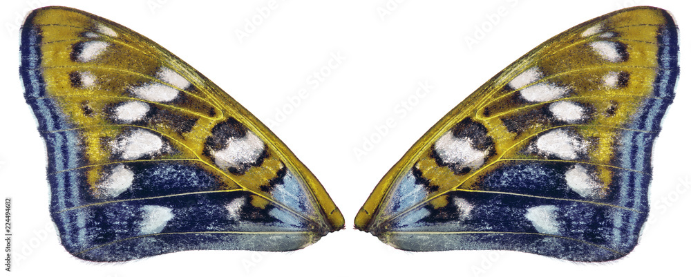 Fototapeta premium yellow and blue couple butterfly wings on white