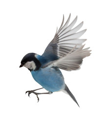 Wandcirkels Vogel Pimpelmees in vlucht op wit  © Alexander Potapov