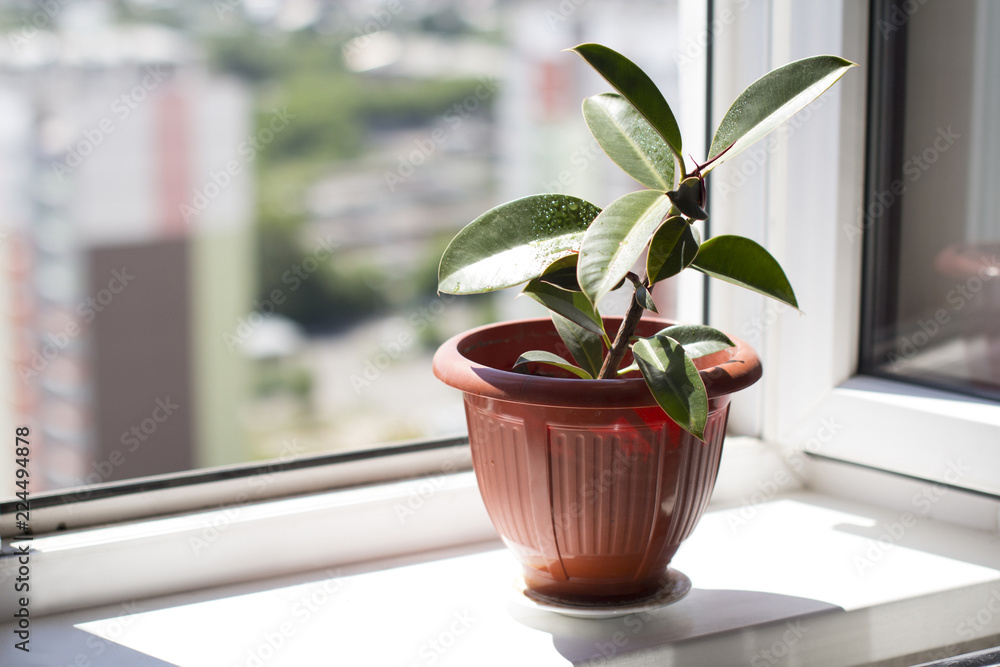 potted ficus on a windowsill with an open window with summer city view covered with water drops potted ficus on a windowsill with an open window with summer city view covered with water drops