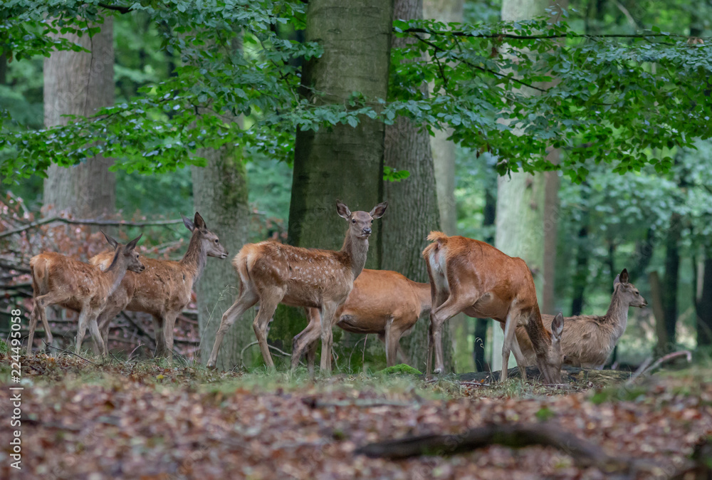 Red Deer in fall Germany Red Deer in fall Germany
