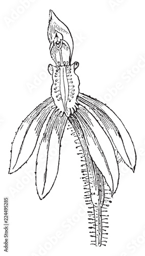 Caladenia Orchid vintage illustration.