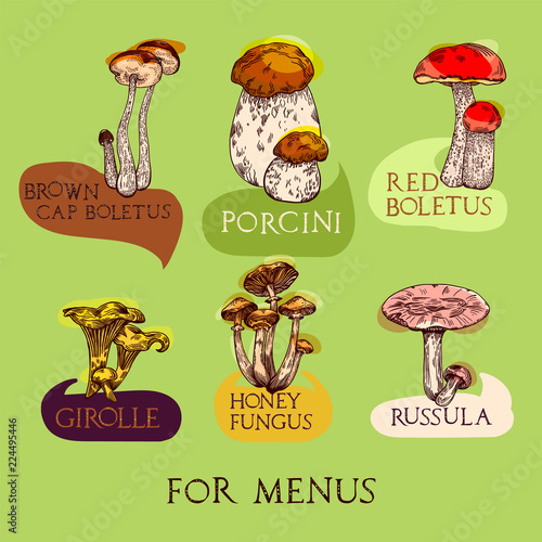 Mushroom set