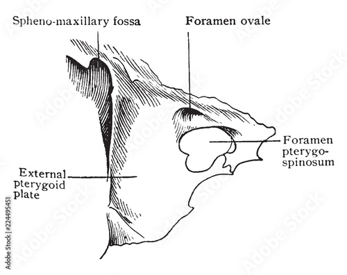 Sphenoid Bone Showing Foramen Pterygospinosum, vintage illustration.