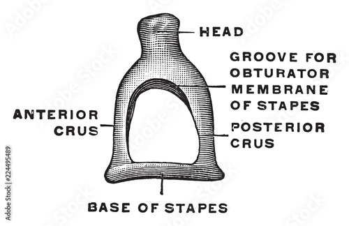 Stapes Viewed from Above, vintage illustration.