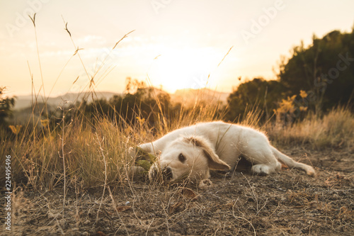Puppy playing in the field