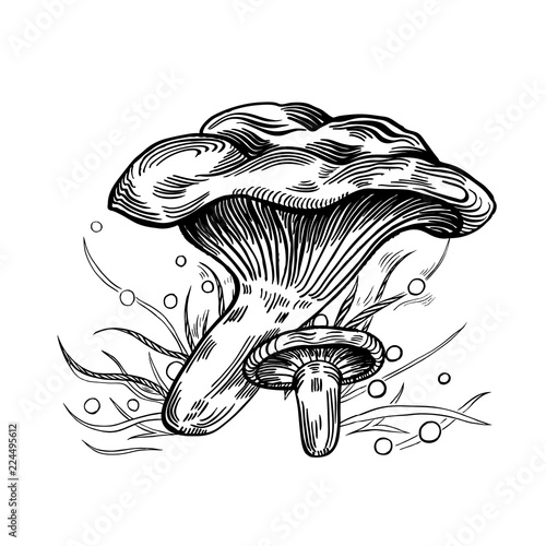 Paxil mushroom