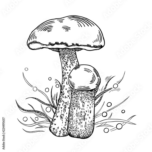 Illustration of  red-cap bolete mushroom