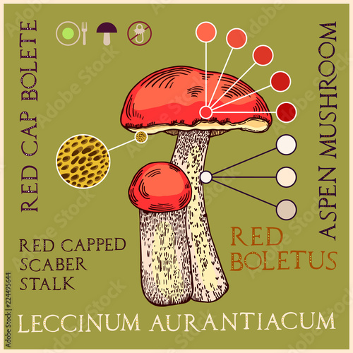Red-cap bolete