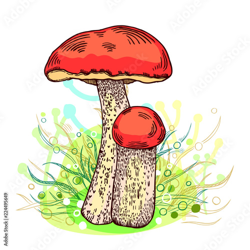 Illustration of  red-cap bolete mushroom