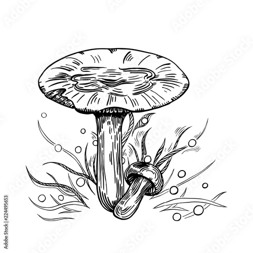 Russula mushroom