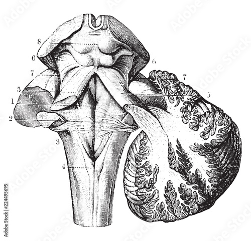 The Cerebrum and Fourth Ventricle of the Brain, vintage illustration
