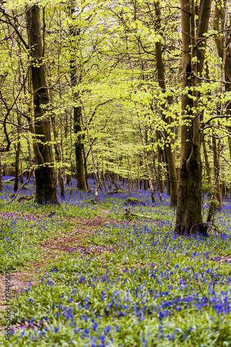 Fototapeta Naklejka Na Ścianę i Meble -  Bluebells in Kings Wood, Challock, Kent. Kings Woods is a 1500 acre of outstanding natural beauty. The wood was historically a royal hunting forest and a large herd of fallow deer still run free.