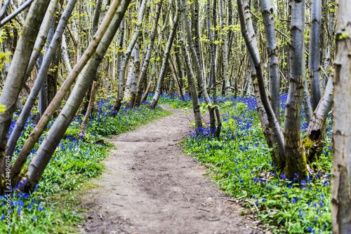 Bluebells in Kings Wood, Challock, Kent. Kings Woods is a 1500 acre of outstanding natural beauty. The wood was historically a royal hunting forest and a large herd of fallow deer still run free. photo