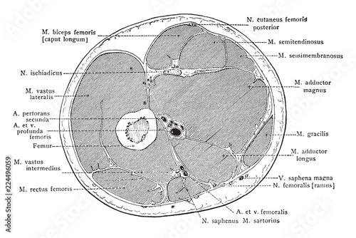 Cross Section Through Middle Third of Thigh, vintage illustration
