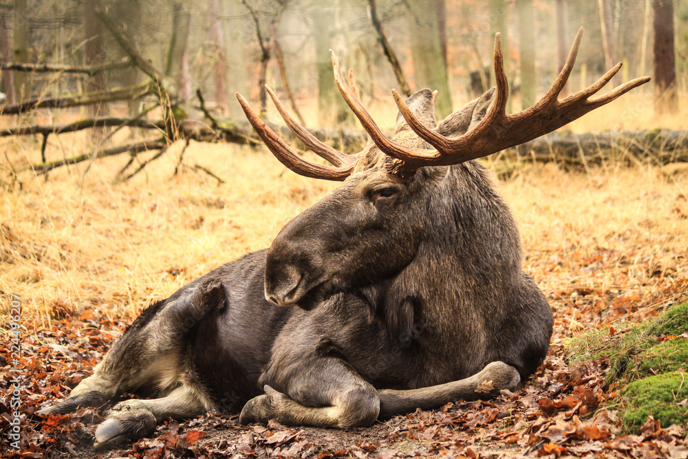 Fototapeta premium Elch