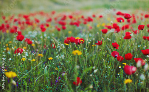 Poppy field in may © Ekaterina